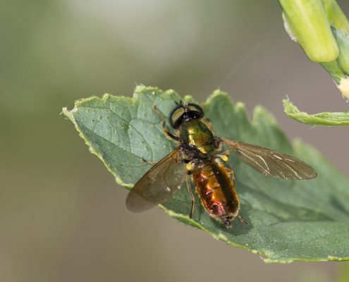 Grünglänzende Waffenfliege