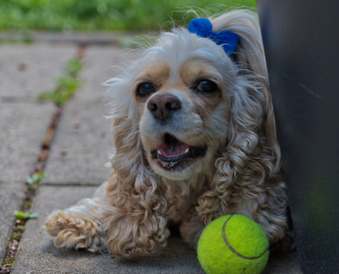 Amerikanischen Cocker Spaniel - Lucy
