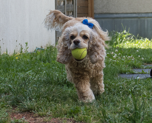 Amerikanischen Cocker Spaniel - Lucy