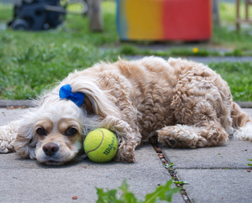 DSC_23517 - NIKON Z50_2 - 72mm - 1_400s - f_5 - ISO-560 Amerikanischen Cocker Spaniel - Lucy