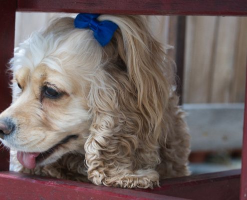 DSC_23531 - NIKON Z50_2 - 72mm - 1_200s - f_5 - ISO-1600 Amerikanischen Cocker Spaniel - Lucy