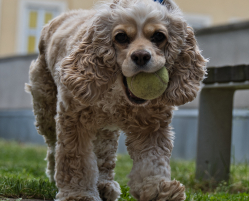 Amerikanischen Cocker Spaniel - Lucy