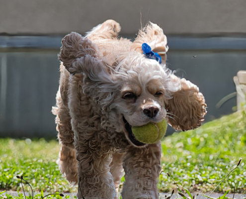 DSC_23808 - NIKON Z50_2 - 135mm - 1_250s - f_5,3 - ISO-100 Amerikanischen Cocker Spaniel - Lucy