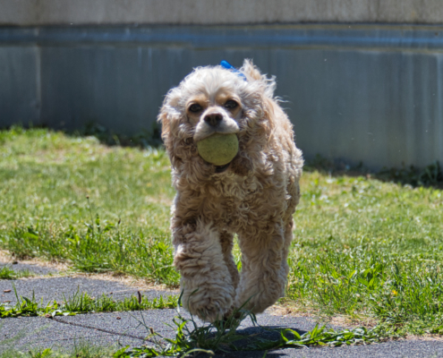 Amerikanischen Cocker Spaniel - Lucy