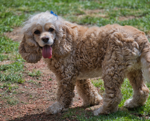 DSC_23881 - NIKON Z50_2 - 115mm - 1_400s - f_5,3 - ISO-100 Amerikanischen Cocker Spaniel - Lucy