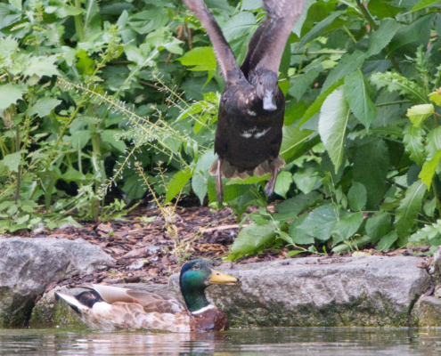 DSC_23963 - NIKON Z50_2 - 500mm - 1_800s - f_6,7 - ISO-2200 Trauerente und Stockente