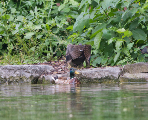 DSC_23964 - NIKON Z50_2 - 500mm - 1_800s - f_6,7 - ISO-2200 Trauerente und Stockente