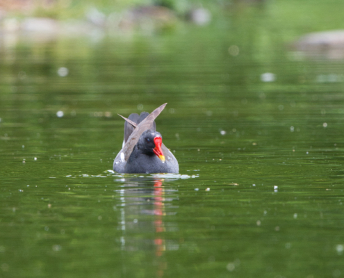 DSC_24061 - NIKON Z50_2 - 500mm - 1_320s - f_6,7 - ISO-900 Teichhuhn