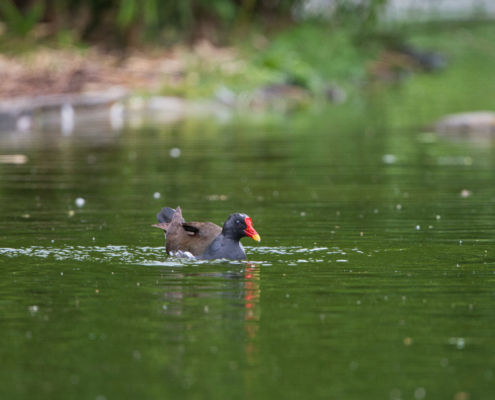 DSC_24066 - NIKON Z50_2 - 500mm - 1_320s - f_6,7 - ISO-720 Teichhuhn