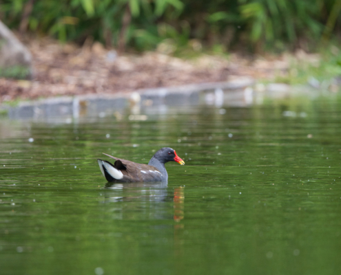 DSC_24089 - NIKON Z50_2 - 500mm - 1_320s - f_6,7 - ISO-800 Teichhuhn