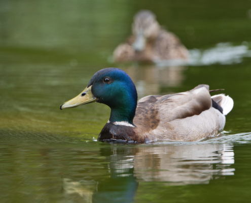 DSC_24253 - NIKON Z50_2 - 500mm - 1_320s - f_6,7 - ISO-640 Stockente