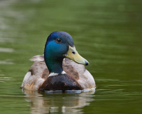 DSC_24280 - NIKON Z50_2 - 500mm - 1_320s - f_6,7 - ISO-640 Stockente