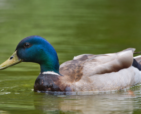 DSC_24311 - NIKON Z50_2 - 500mm - 1_320s - f_6,7 - ISO-720 Stockente