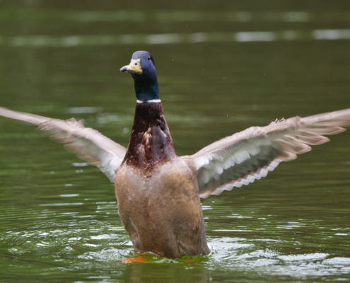 DSC_24417 - NIKON Z50_2 - 225mm - 1_320s - f_5,3 - ISO-450 Stockente