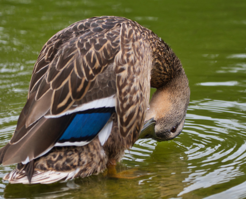 DSC_24551 - NIKON Z50_2 - 150mm - 1_320s - f_5 - ISO-280 Stockente-Weibchen