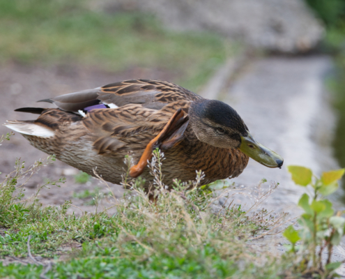 DSC_24614 - NIKON Z50_2 - 300mm - 1_320s - f_5,6 - ISO-250 Stockente-Weibchen