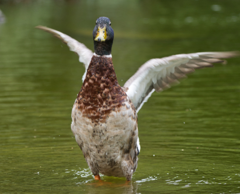 DSC_24685 - NIKON Z50_2 - 154mm - 1_320s - f_5 - ISO-280 Stockente