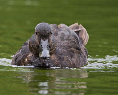 DSC_24913 - NIKON Z50_2 - 500mm - 1_640s - f_6,7 - ISO-1600 Trauerente