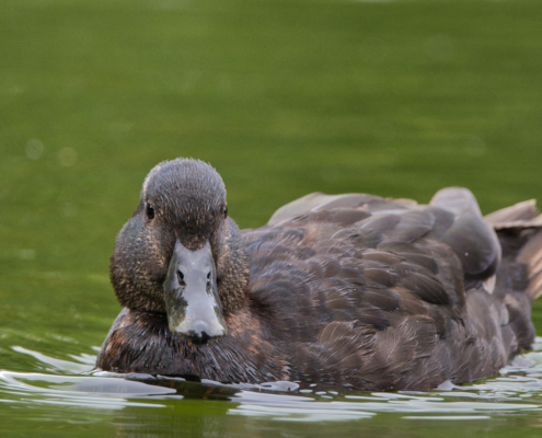 DSC_24917 - NIKON Z50_2 - 500mm - 1_640s - f_6,7 - ISO-1800 Trauerente