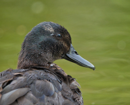 DSC_24931 - NIKON Z50_2 - 500mm - 1_640s - f_6,7 - ISO-2500 Trauerente