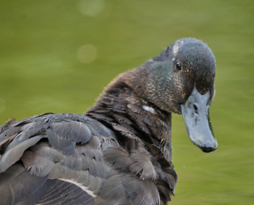 DSC_24941 - NIKON Z50_2 - 500mm - 1_640s - f_6,7 - ISO-2500 Trauerente