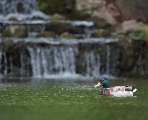 DSC_25005 - NIKON Z50_2 - 500mm - 1_200s - f_6,7 - ISO-500 Stockente
