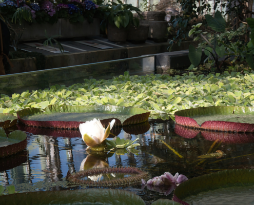 Riesenseerose im Palmenhaus