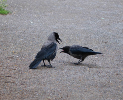 DSC_25488 - NIKON Z50_2 - 150mm - 1_200s - f_5 - ISO-640 Nebelkrähe