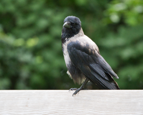 DSC_25505 - NIKON Z50_2 - 500mm - 1_200s - f_6,7 - ISO-4000 Nebelkrähe