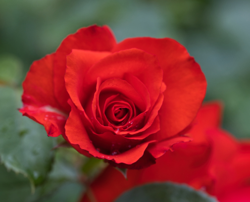 DSC_25512 - NIKON Z50_2 - 105mm - 1_250s - f_4,5 - ISO-200 rote Rose