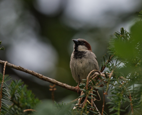 DSC_25560 - NIKON Z50_2 - 500mm - 1_250s - f_6,7 - ISO-500 Haussperling