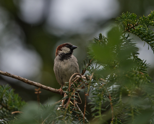 DSC_25565 - NIKON Z50_2 - 500mm - 1_250s - f_6,7 - ISO-500 Haussperling