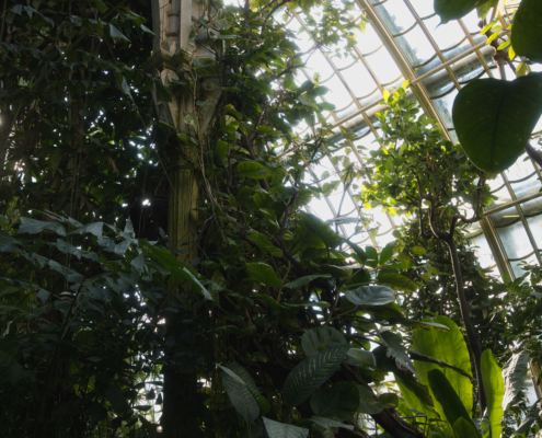 Palmenhaus von innen