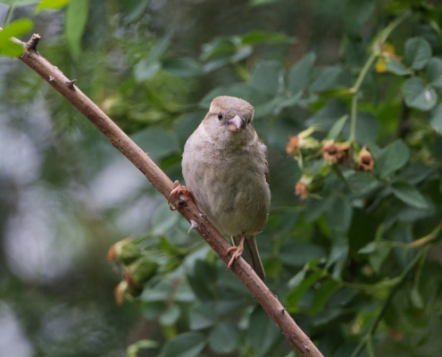 DSC_25590 - NIKON Z50_2 - 500mm - 1_320s - f_6,7 - ISO-2800 Haussperling