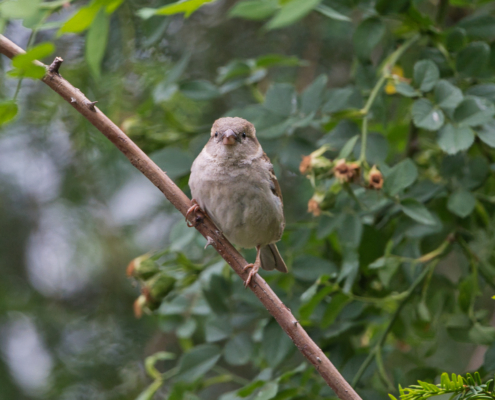DSC_25603 - NIKON Z50_2 - 500mm - 1_320s - f_6,7 - ISO-2800 Haussperling