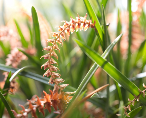 Coelogyne wenzelii Orchidee