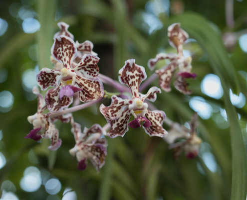 Vanda tricolor Orchidee