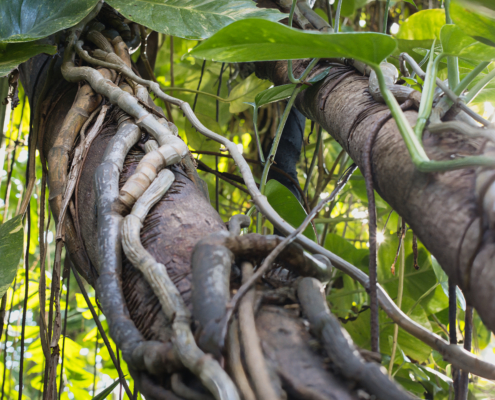 Luftwurzeln einer Würgefeige - Hochformat