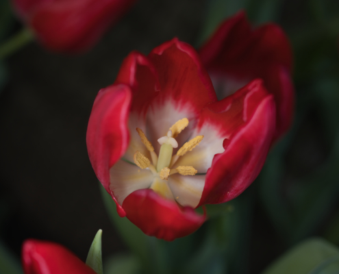 rote Tulpe