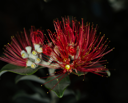 Neuseeländischer Weihnachtsbaum