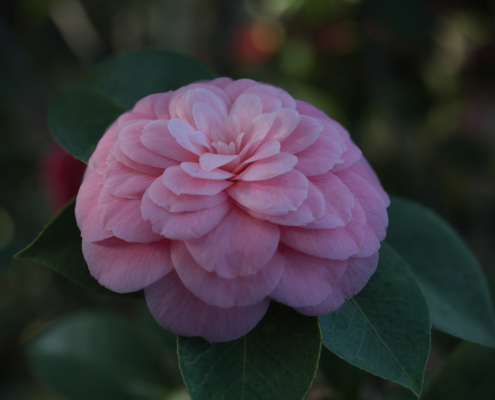 Camelia