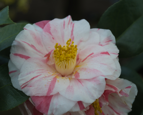 Camellia japonica 'Tricolor'