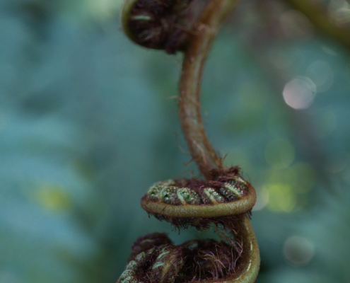 DSC_2916 - NIKON Z50_2 - 35mm - 1_80s - f_5,6 - ISO-1000 Wedel eines Farns