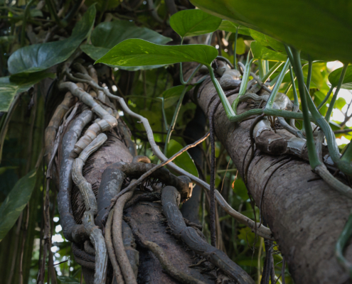 Luftwurzeln einer Würgefeige - Querformat