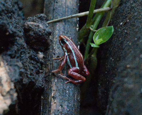 DSC_3210 - NIKON Z50_2 - 35mm - 1_80s - f_6,3 - ISO-36000 Frosch: Dreifarbiger Baumsteiger