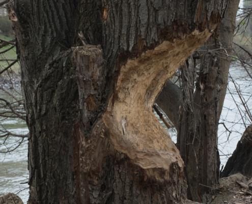 Baum bis zur hälfte von Bieber angenagt