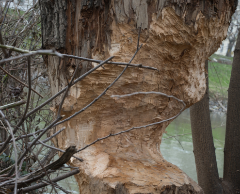 Baum fast durchgenagt von Bieber
