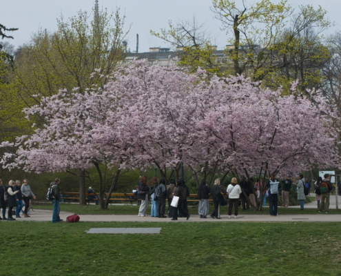 Baum mit Rosa Blüten im Stadtpark - Hochformat