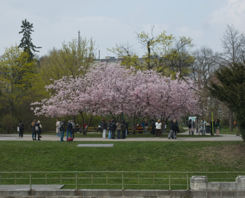 Baum mit Rosa Blüten im Stadtpark - Querformat